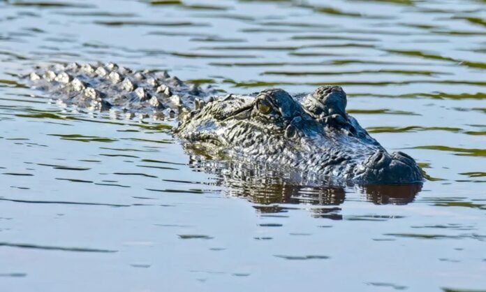 granite falls alligator washington